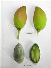  Fruit and Seed